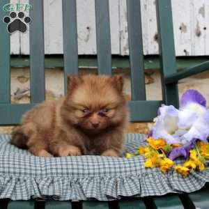 Bently, Pomeranian Puppy